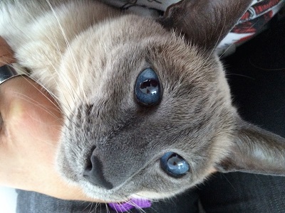Sebastian big blue eyes!
